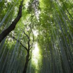 What Content Is Found On Welcome To Gold365 Site?